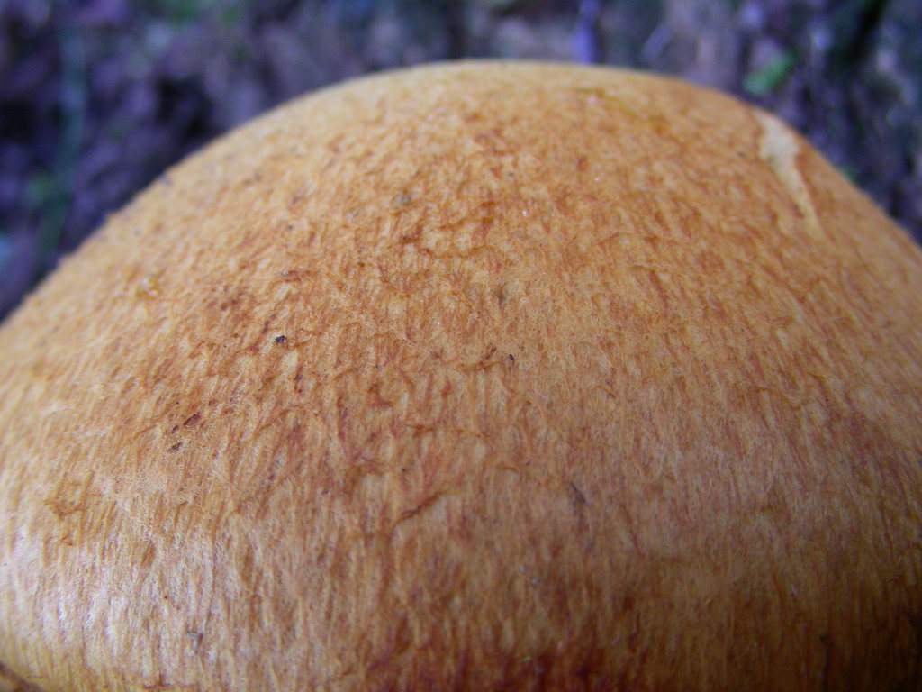 Cercasi un nome.... Quiz